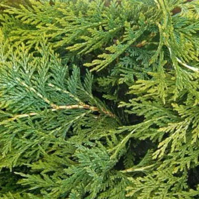 Кипарисовик ЭЛВУДИ ЭМПАЙР лавсона в Горках