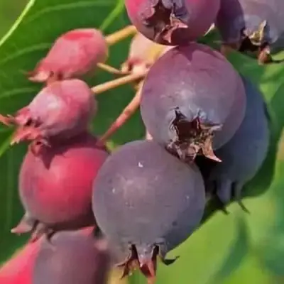 Ирга MANDAN в Горках