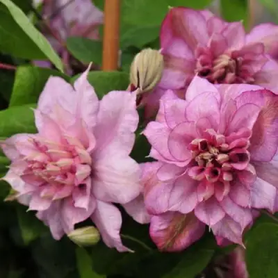 Клематис ИННОСЕНТ ГЛАНС в Горках