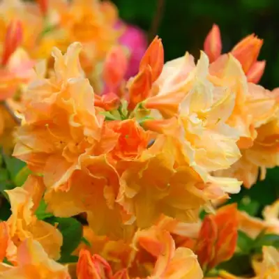 Азалия ЧАРДАШ листопадная в Горках