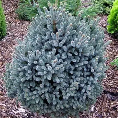 Ель НАНА сизая в Горках