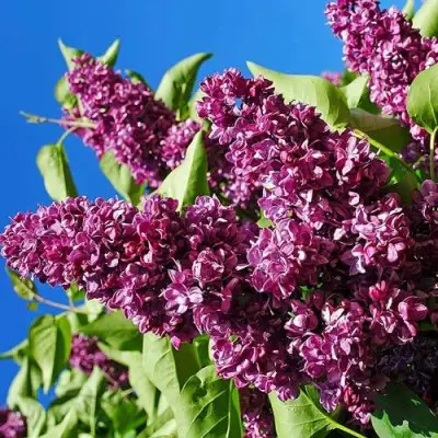 Сирень ЧАРЛЬЗ ДЖОЛИ в Горках