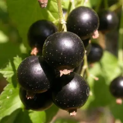 Смородина чёрная БИНАР в Горках