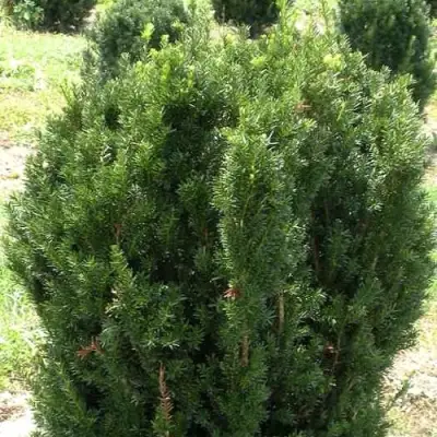 Тис ХИКСИ средний в Горках