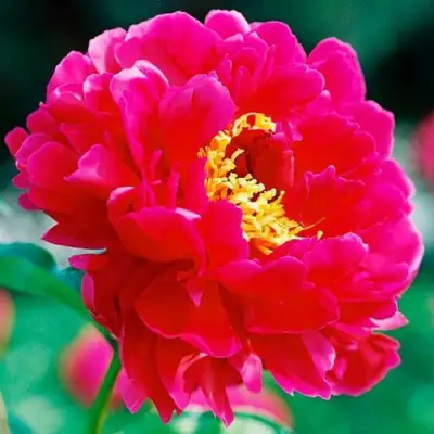 Пион ХРАБРЫЙ ВОИН травянистый в Горках