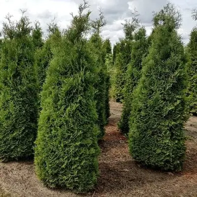 Туя ХОЛМСТРУП западная в Горках