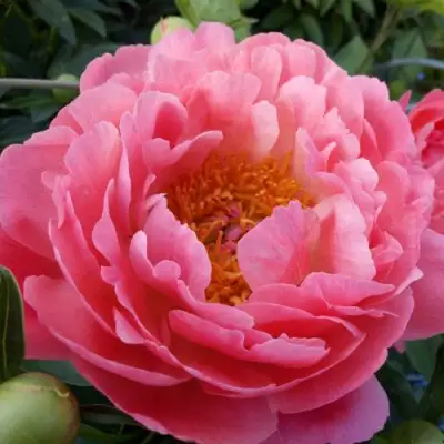 Пион КОРАЛ САНСЕТ травянистый в Горках