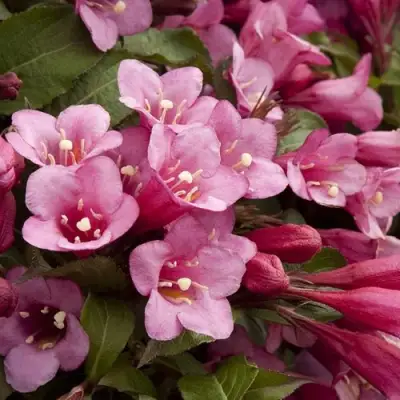 Вейгела ФЛОРИДА в Горках