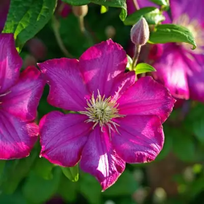 Клематис КАРМЕНСИТА в Горках