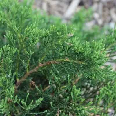 Можжевельник РОКЕРИ ДЖЕМ казацкий  в Горках