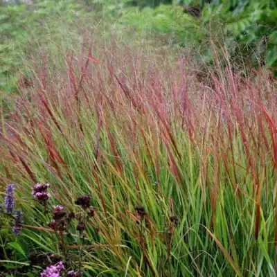 Просо РЕБРАУН прутьевидное в Горках