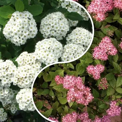 Комплект ТАЛАНТЛИВЫЙ САДОВОД в Горках