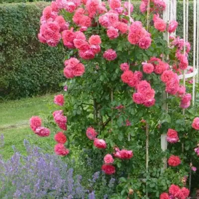 Роза РОЗАРИУМ ЮТЕРСОН плетистая в Горках