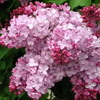 Сирень ЭСТЕР СТЕЙЛИ в Горках