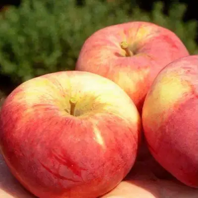 Яблоня ОРЛОВИМ в Горках