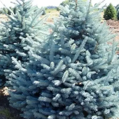 Ель ГЛАУКА колючая в Горках