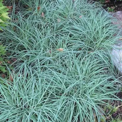 Осока БЛЮ ЗИНГЕР в Горках