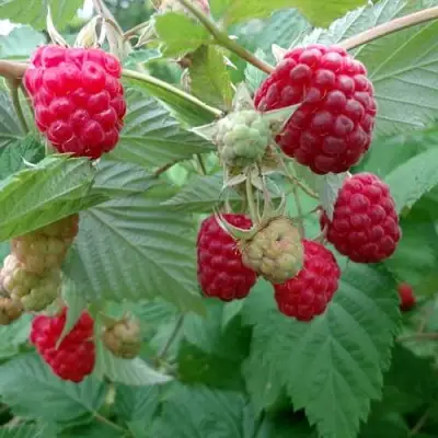 Малина ПРОСТО ПРЕЛЕСТЬ (СТОЛЕШНИК) в Горках