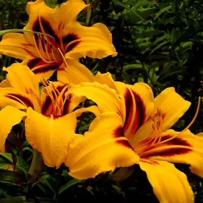 Лилейник БОНАНЗА гибридный в Горках