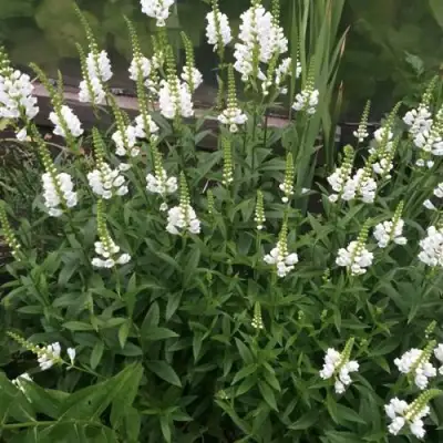 Физостегия АЛЬБА виргинская в Горках