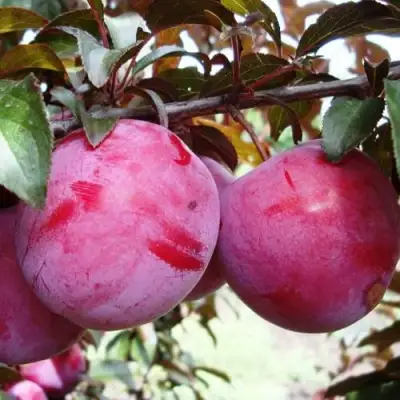 Слива ЛАМА в Горках