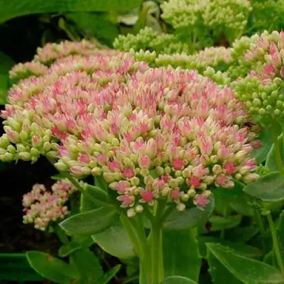 Очиток (седум) БРИЛЛИАНТ в Горках