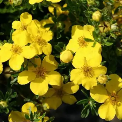 Лапчатка ХАКМАНС ГИГАНТ кустарниковая в Горках