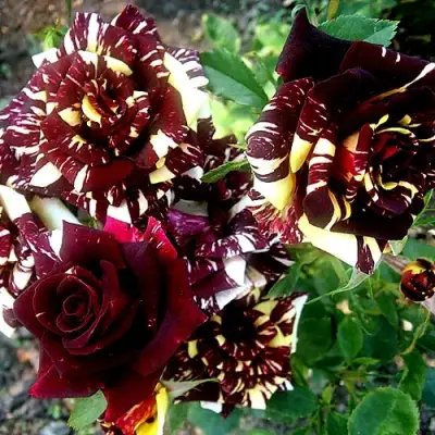 Роза ФОКУС ПОКУС флорибунда в Горках