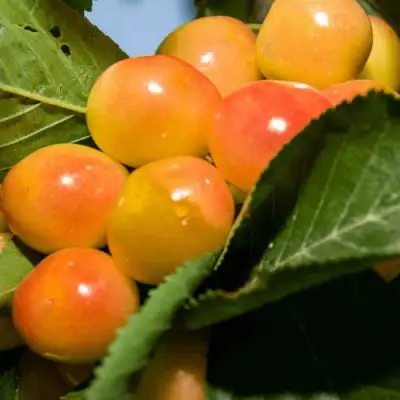 Дюк (черевишня) БЕЛОЧКА в Горках