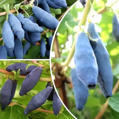 Комплект СЛАДКИЕ ХИТЫ в Горках