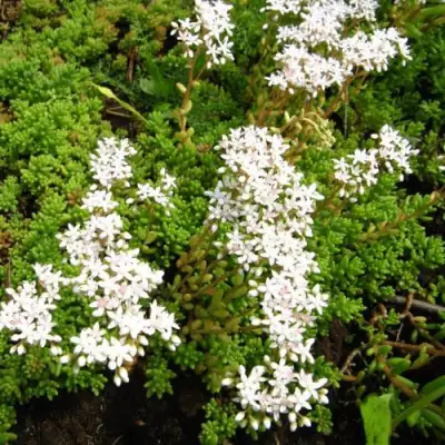 Очиток (седум) ХЛОРОТИКУМ белый в Горках