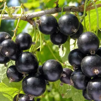 Смородина чёрная НЕСТЕР КОЗИН в Горках