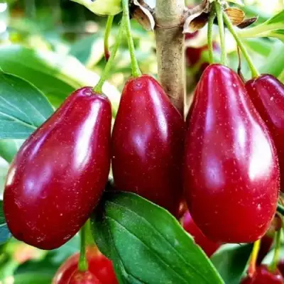 Кизил ВЛАДИМИРСКИЙ в Горках