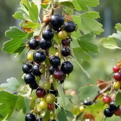 Смородина золотистая ПЛОТНОМЯСАЯ в Горках