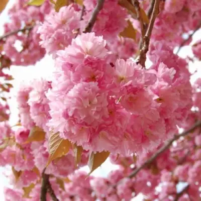 САКУРА  в Горках