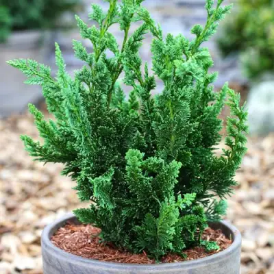 Кипарисовик ВИСЕЛЛИ лавсона в Горках