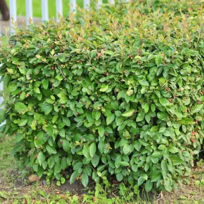 Кизильник блестящий в Горках