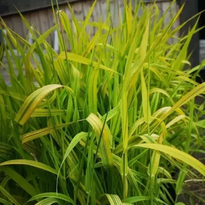 Фалярис АРКТИК САН тростниковый в Горках