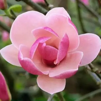 Магнолия РУСТИКА РУМБА в Горках