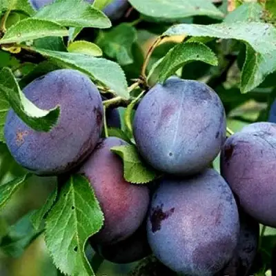 Слива ВЕНГЕРКА БЕЛОРУССКАЯ в Горках