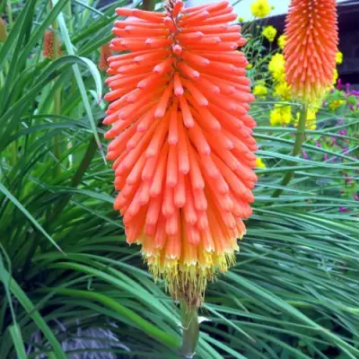 Книфофия БЕНГАЛ ФАЕР гибридная в Горках