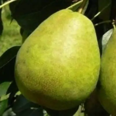 Груша ЛАГОДНАЯ в Горках