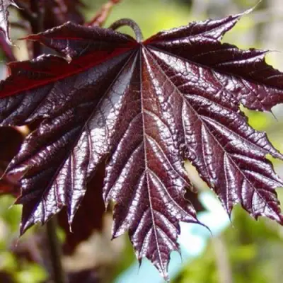 Клен КРИМСОН КИНГ остролистный в Горках