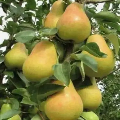 Груша ЛЮБИМИЦА ЯКОВЛЕВА в Горках