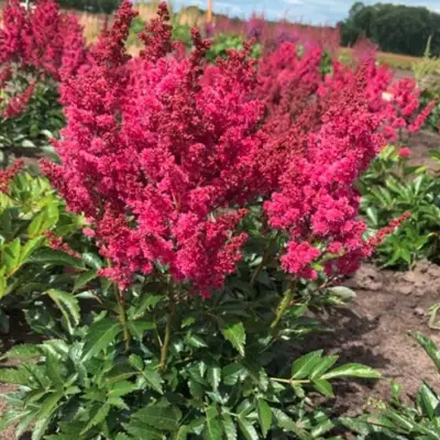 Астильба ЛАКИ ДЕЙ Арендса в Горках