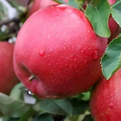 Яблоня ЧЕМПИОН в Горках