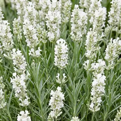 Лаванда ЭЛЕГАНС СНОУ узколистная в Горках