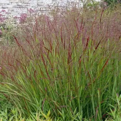 Просо ШЕНАНДО прутьевидное в Горках