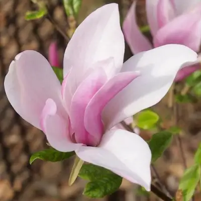 Магнолия БЕТТИ в Горках
