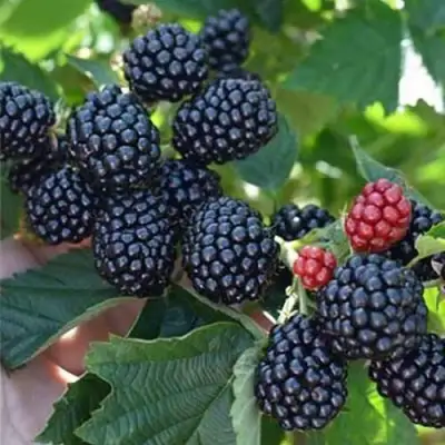 Ежевика ПОЛАР бесшипная  в Горках